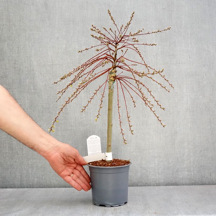 Salix repens Armando - Saule rampant - Pot de 1,5L/2L sample as delivered in spring