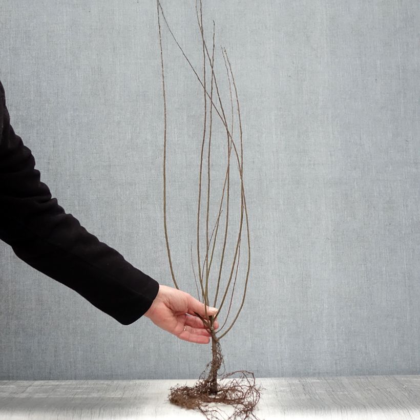 Salix repens - Creeping Willow Bare root sample as delivered in winter