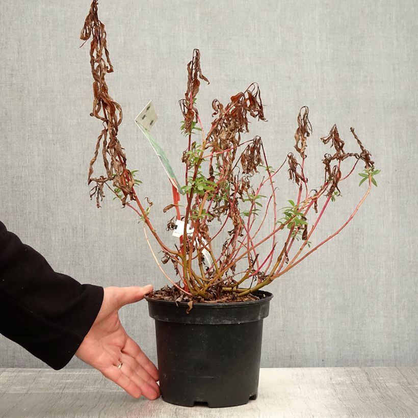 Salix sachalinensis Sekka - Sachalin Willow 3L/4L pot sample as delivered in autumn