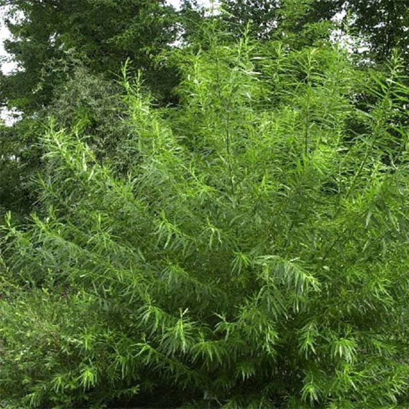 Salix viminalis - Basket Willow (Plant habit)