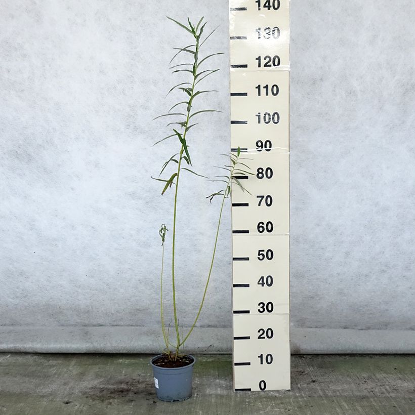 Salix viminalis - Basket Willow 1.5L/2L pot sample as delivered in summer