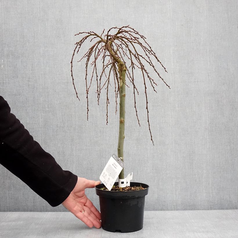 Salix simulatrix - Dwarf willow 2L/3L pot sample as delivered in winter