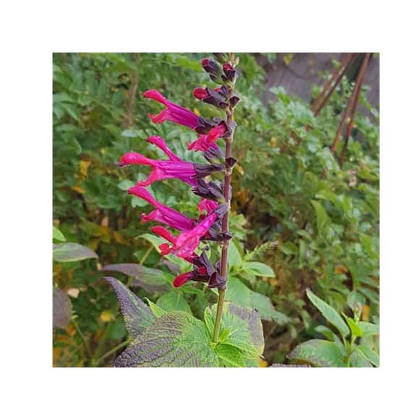 Salvia x guaranitica Amante (Flowering)