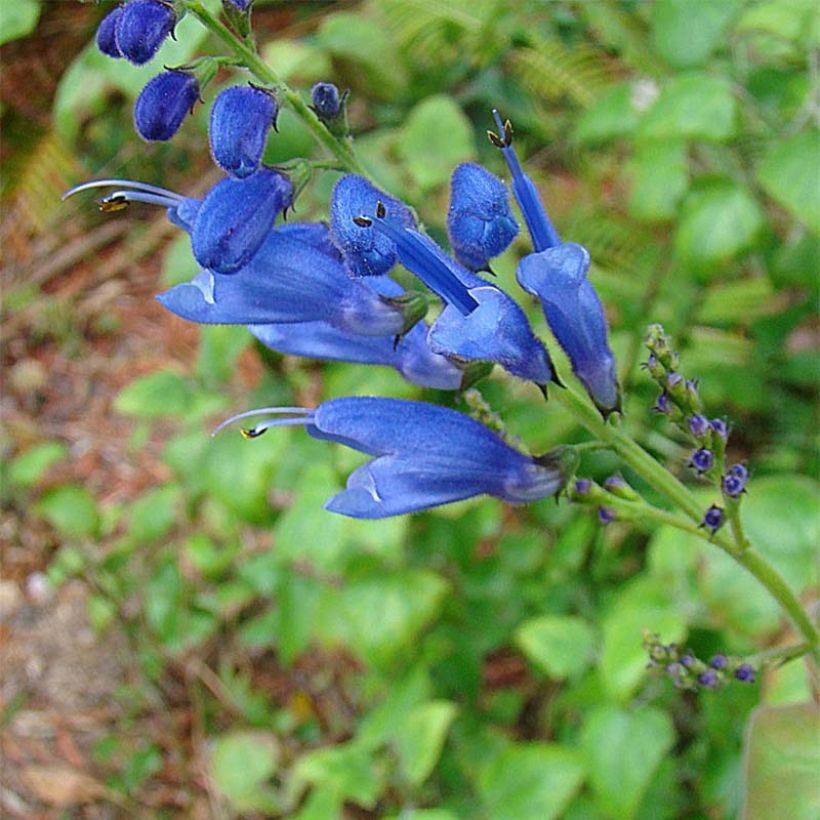 Salvia cacaliifolia (Flowering)