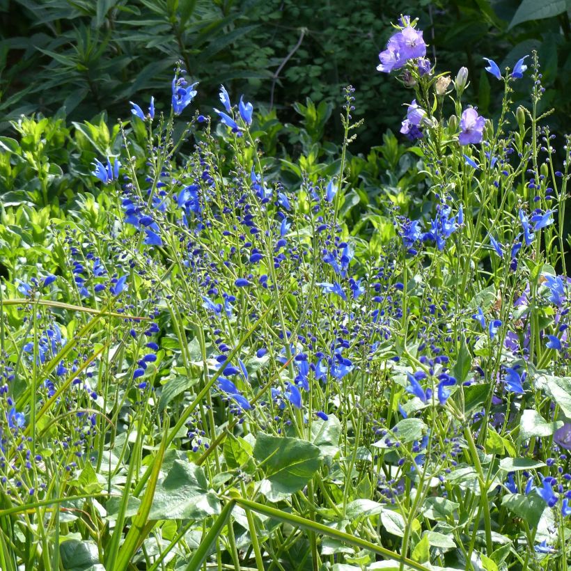 Salvia cacaliifolia (Plant habit)