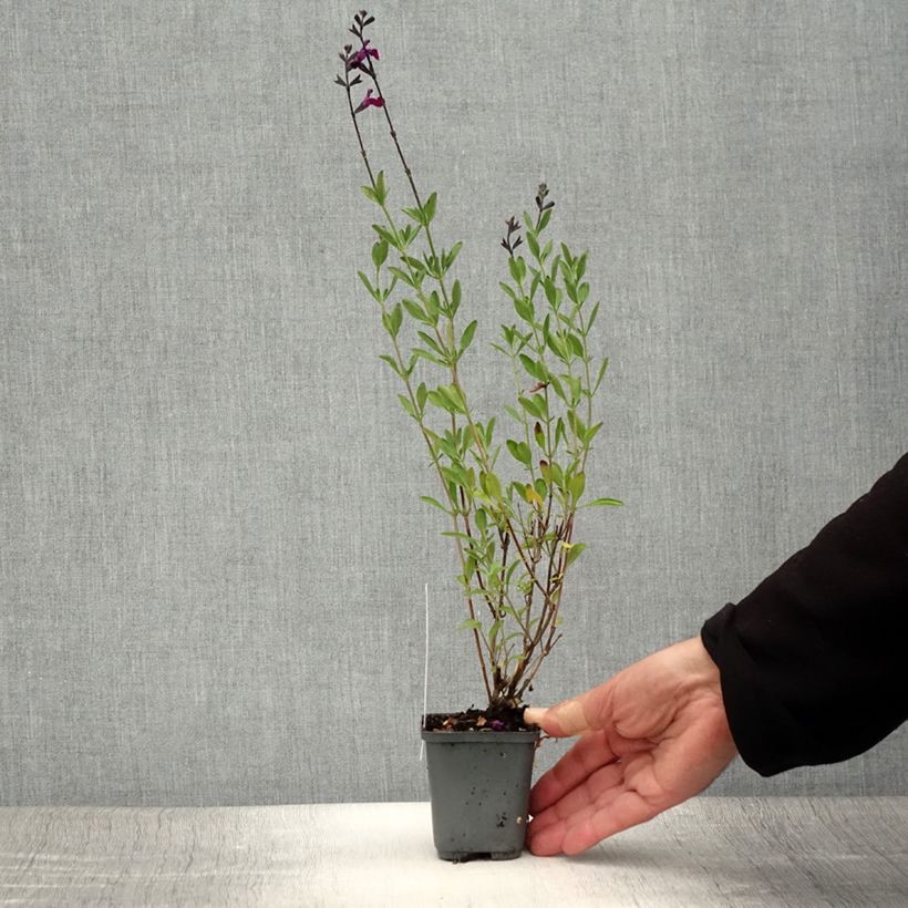Salvia jamensis Violette de Loire 8/9 cm pot sample as delivered in summer
