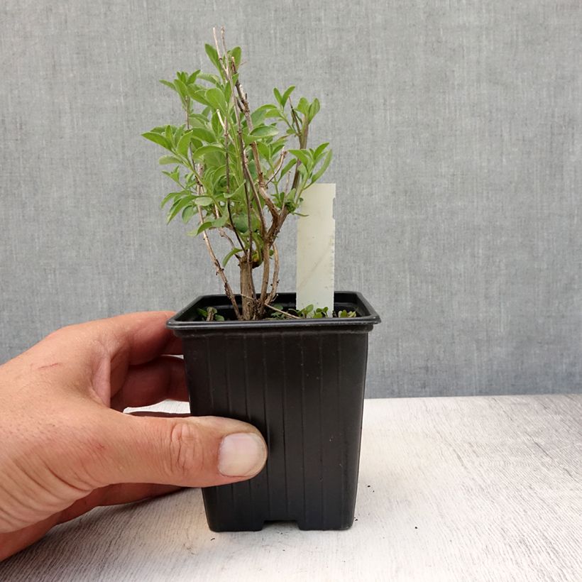 Salvia microphylla Delice Aquamarine 8/9 cm pot sample as delivered in summer
