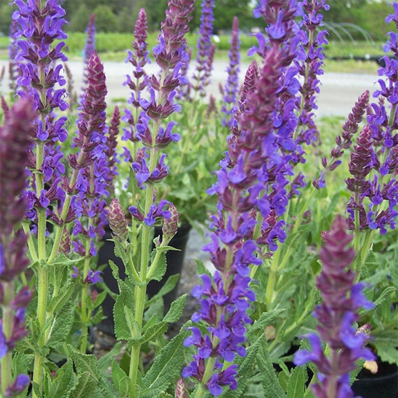 Salvia nemorosa Lubecca - Sauge des bois (Flowering)