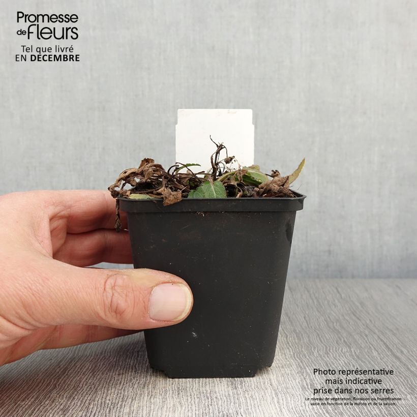 Salvia nemorosa Blue Bouquetta 'Alklf' 8/9 cm pot sample as delivered in autumn