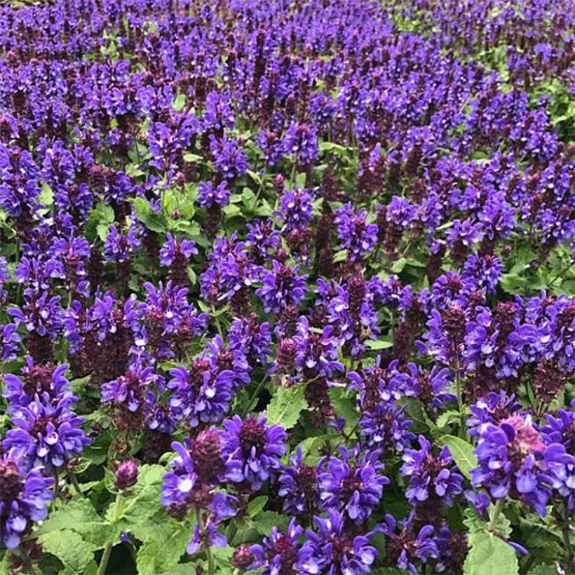 Salvia nemorosa Blue Marvel - Woodland Sage (Plant habit)