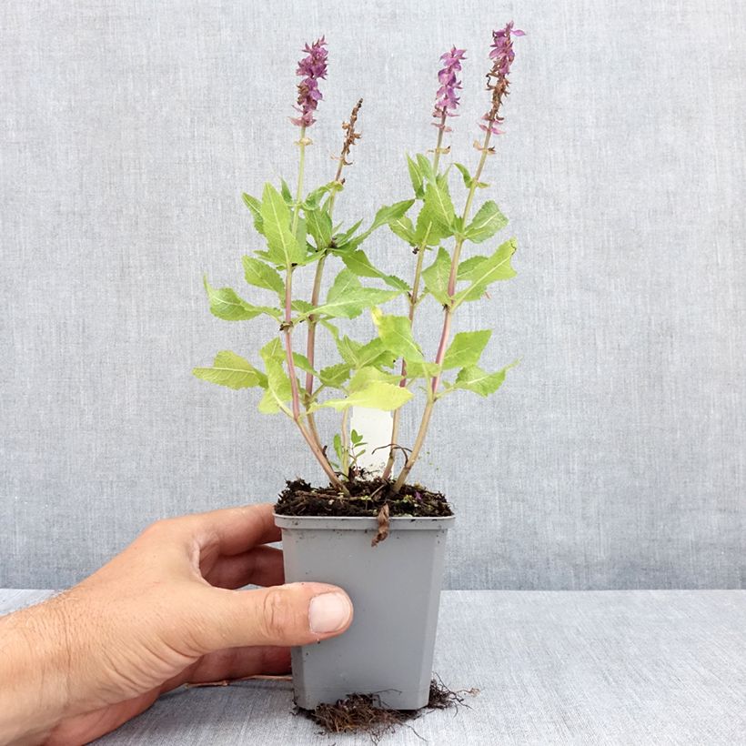 Salvia nemorosa Blue Marvel - Woodland Sage 8/9 cm pot sample as delivered in summer