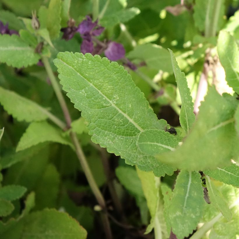 Salvia nemorosa Blue Marvel - Woodland Sage (Foliage)