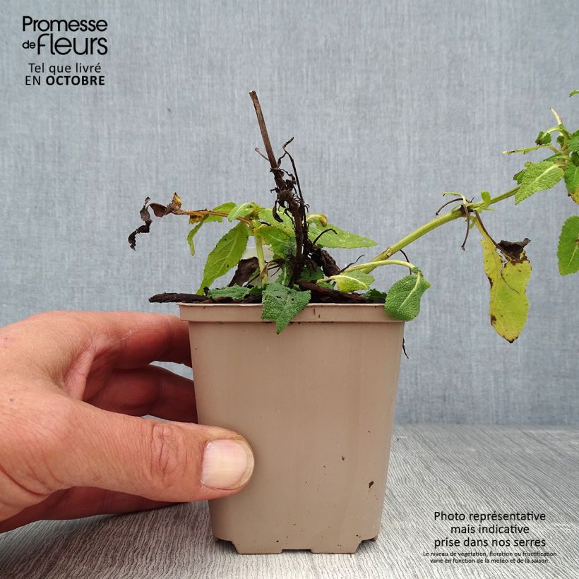 Salvia nemorosa Bumblesky - Woodland Sage 8/9 cm pot sample as delivered in autumn