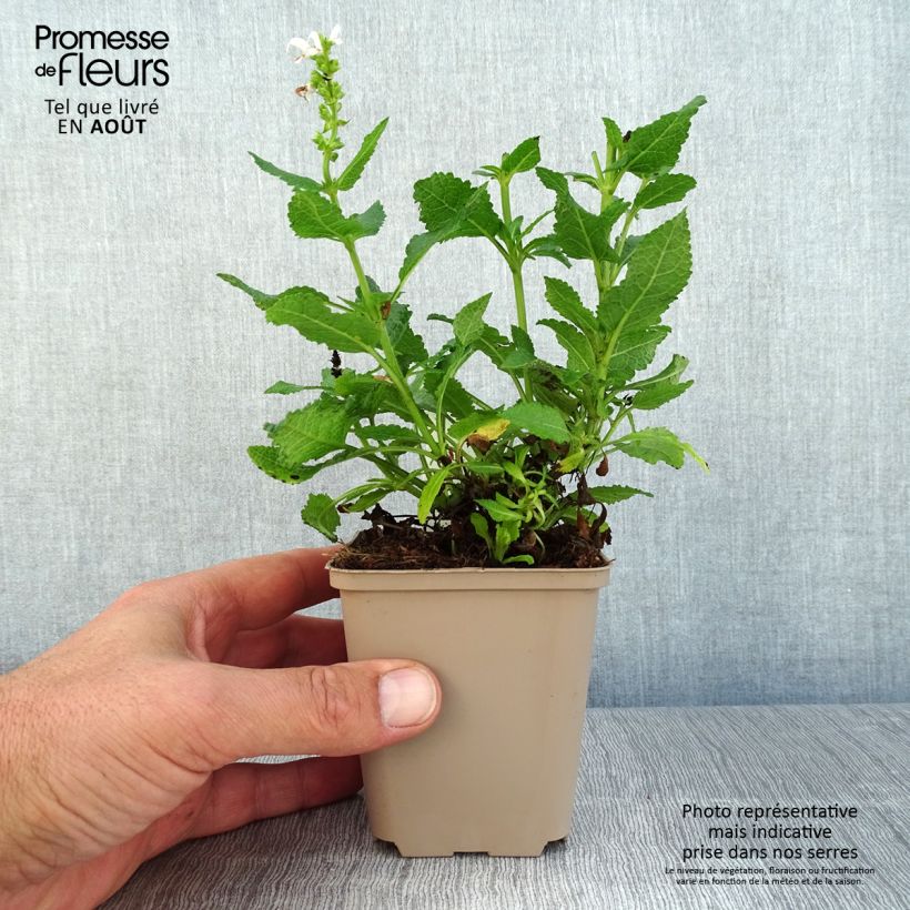 Salvia nemorosa Bumblesnow - Woodland Sage 8/9 cm pot sample as delivered in summer