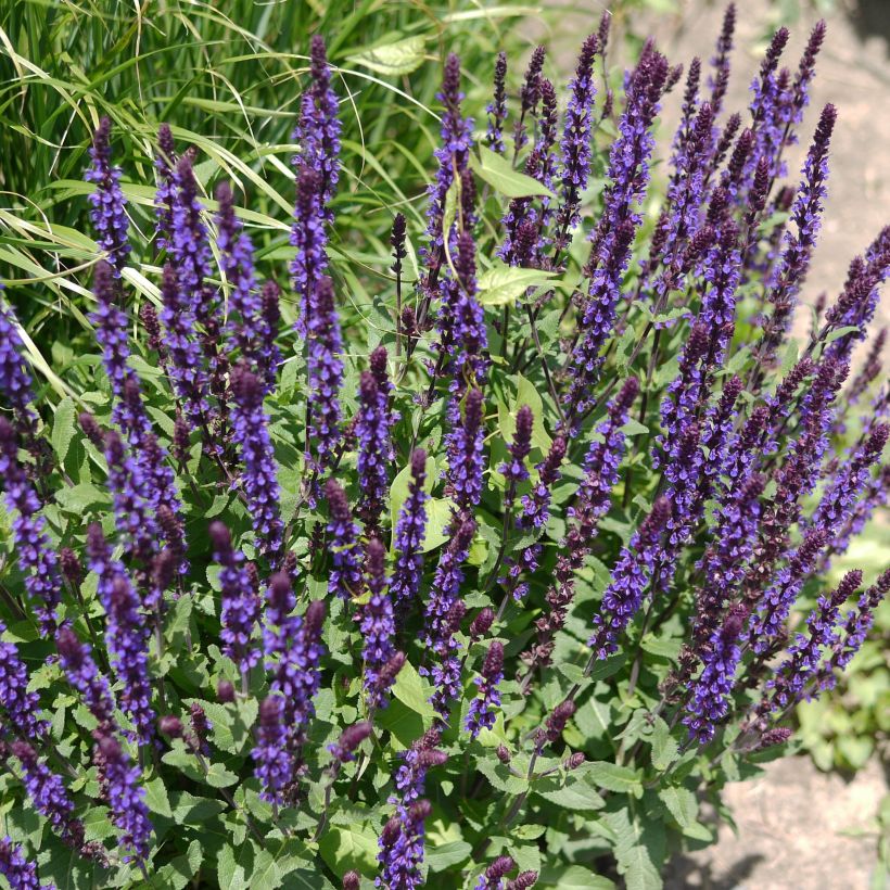 Salvia nemorosa Caradonna - Woodland Sage (Plant habit)