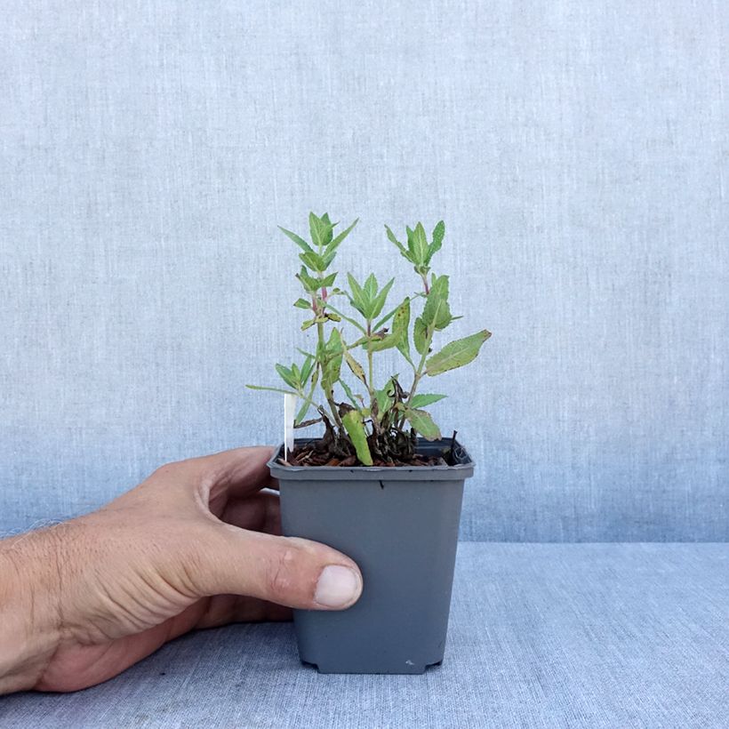 Salvia nemorosa Lubecca - Sauge des bois 8/9 cm pot sample as delivered in summer