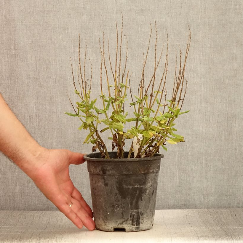 Salvia sylvestris Lyrical Rose Balyricose 2L/3L pot sample as delivered in summer