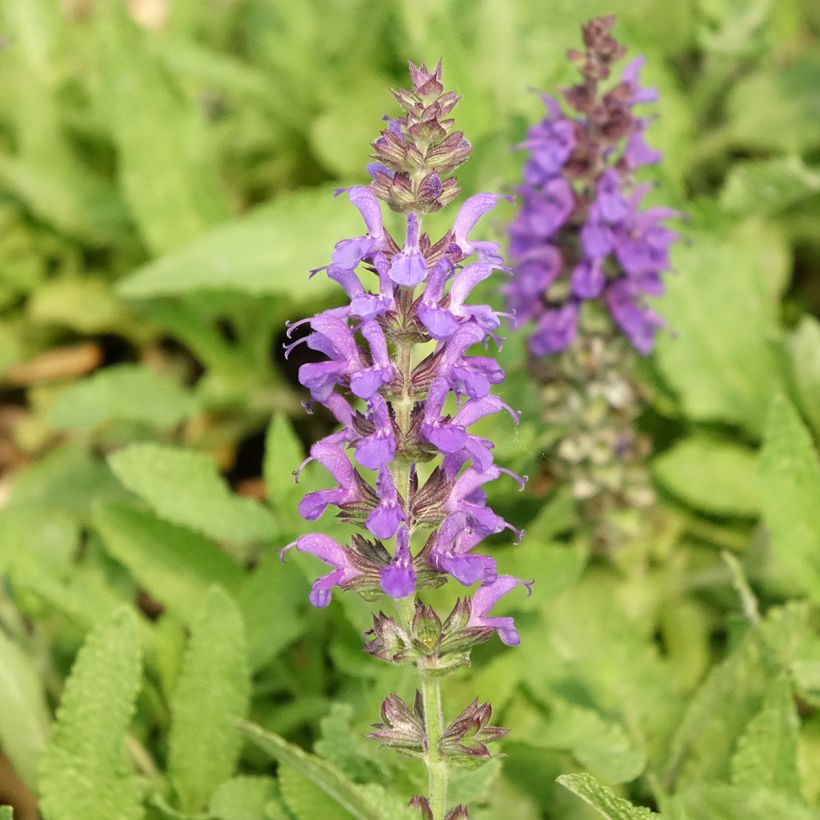 Salvia nemorosa Marcus 'Haeumanarc' (Flowering)