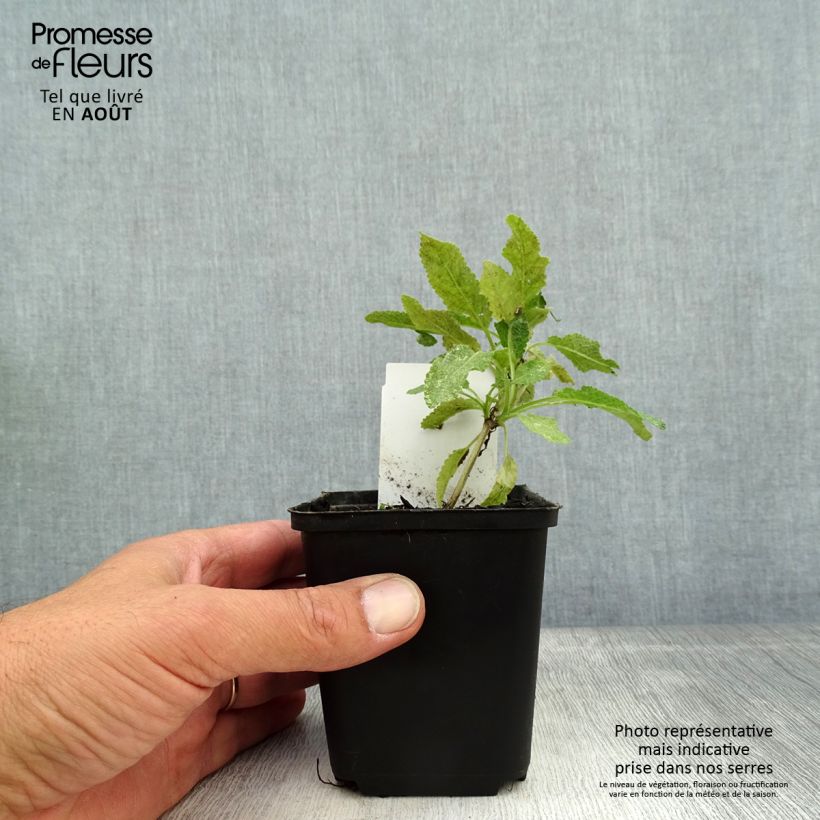Salvia nemorosa Marcus 'Haeumanarc' 8/9 cm pot sample as delivered in summer