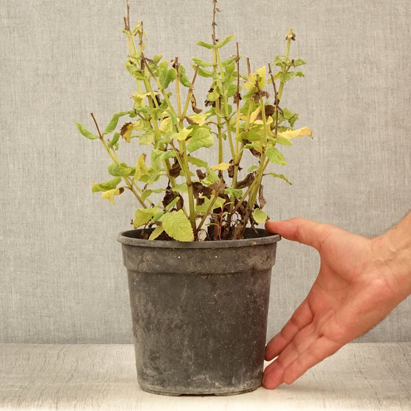Salvia nemorosa Marcus 'Haeumanarc' 2L/3L pot sample as delivered in summer