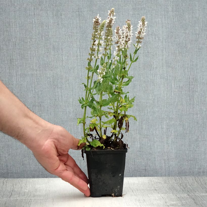 Salvia nemorosa Salute White - Woodland Sage 8/9 cm pot sample as delivered in summer