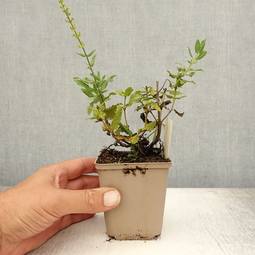 Salvia nemorosa Schneehügel - Woodland Sage 8/9 cm pot sample as delivered in summer