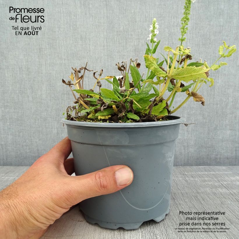 Salvia nemorosa Schneehügel - Woodland Sage 2L/3L pot sample as delivered in summer