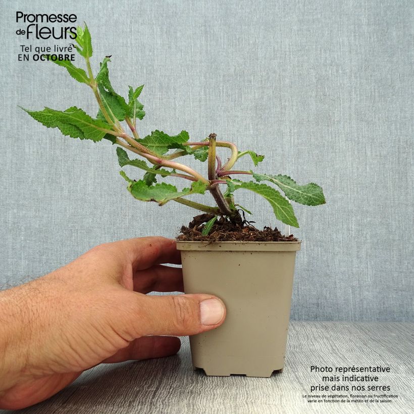 Salvia nemorosa Serenade - Woodland Sage 8/9 cm pot sample as delivered in autumn