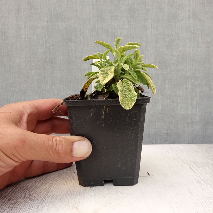 Salvia officinalis 'Icterina' 8/9 cm pot sample as delivered in summer