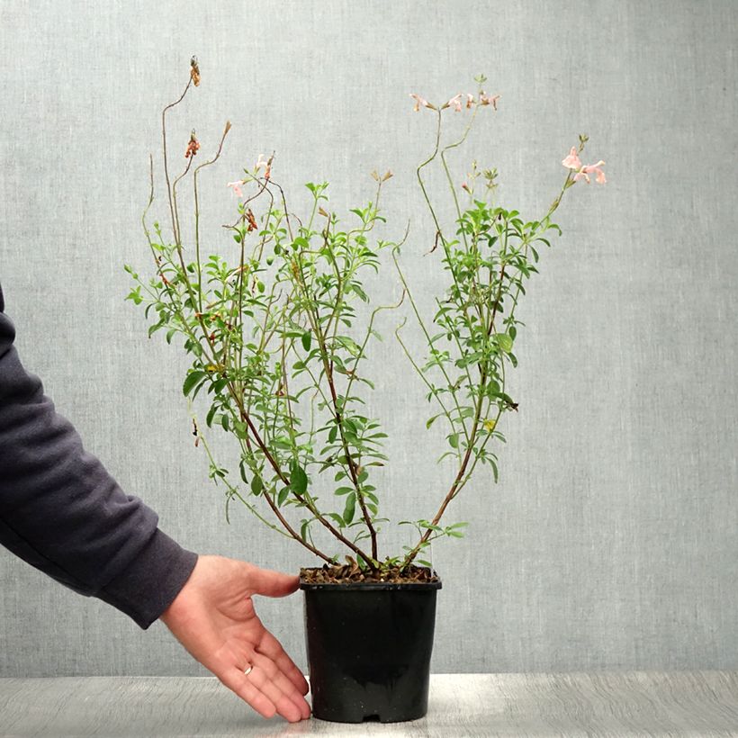 Salvia microphylla Papajan 2L/3L pot sample as delivered in summer