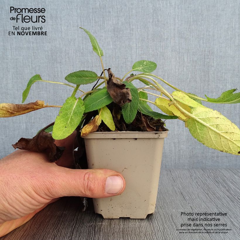 Salvia pratensis Eveline - Meadow Sage 8/9 cm pot sample as delivered in autumn