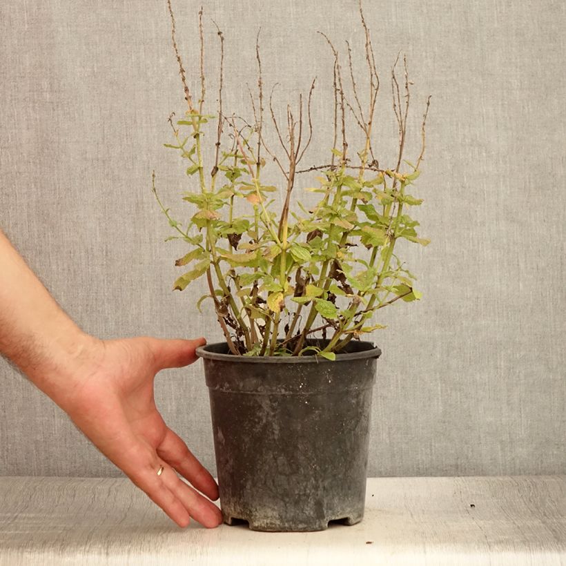 Salvia pratensis Lyrical Blues - Meadow Sage 2L/3L pot sample as delivered in summer