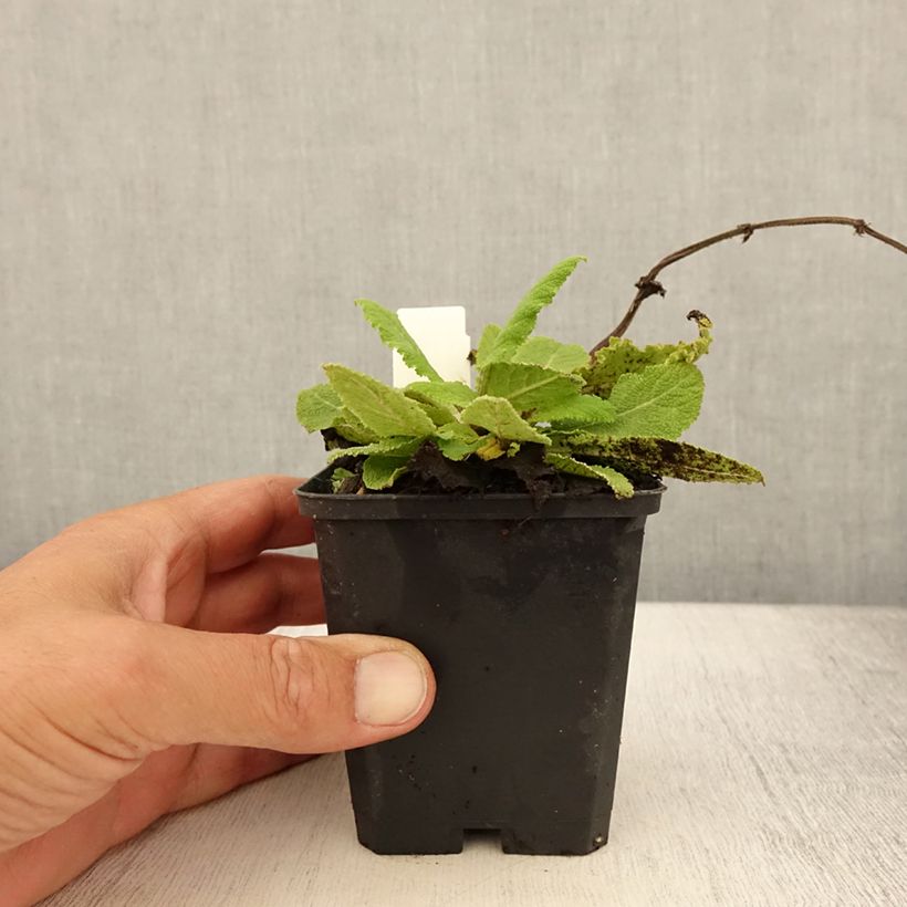 Salvia pratensis Sky Dance - Meadow Sage 8/9 cm pot sample as delivered in summer