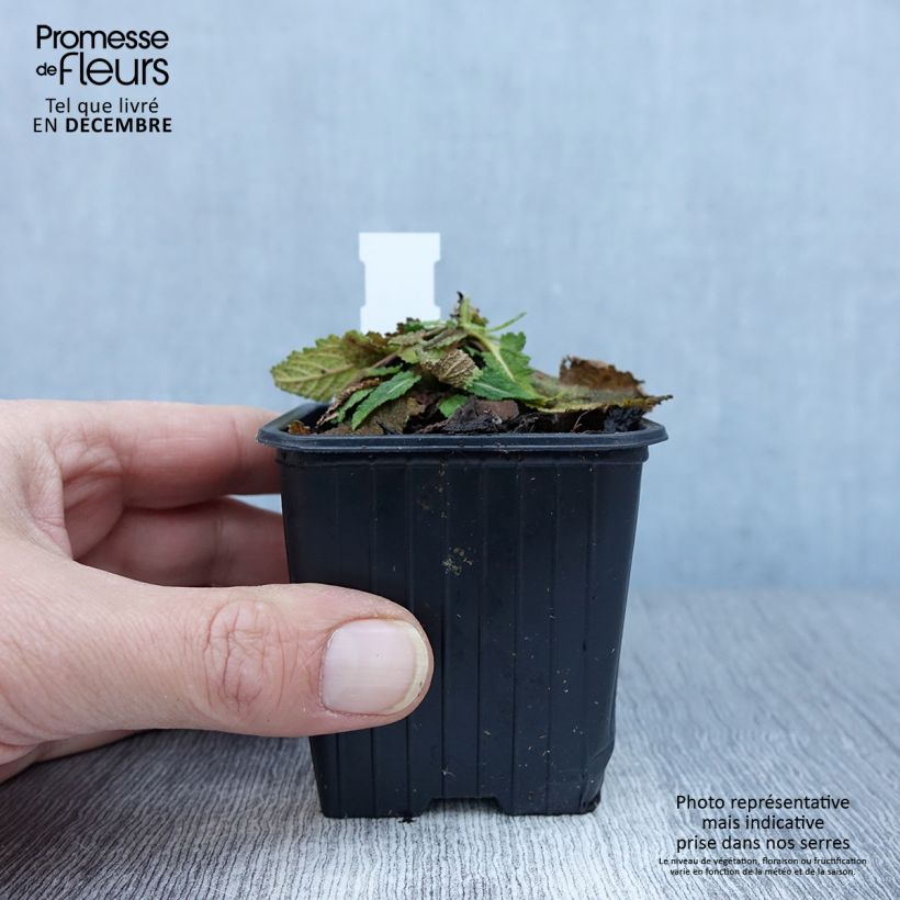 Salvia pratensis Fashionista Vanity Flair - Meadow Sage 8/9 cm pot sample as delivered in autumn