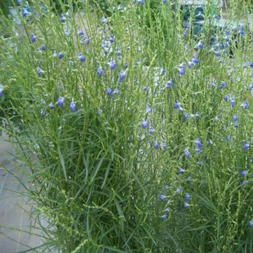 Salvia reptans 'West Texas Form' (Plant habit)