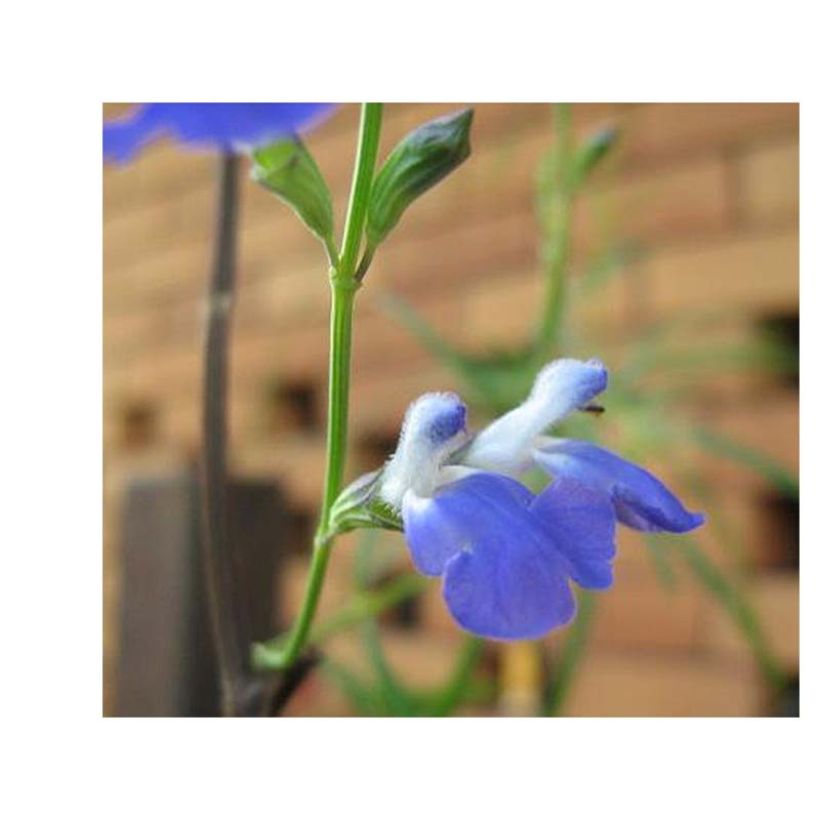 Salvia reptans 'West Texas Form' (Flowering)