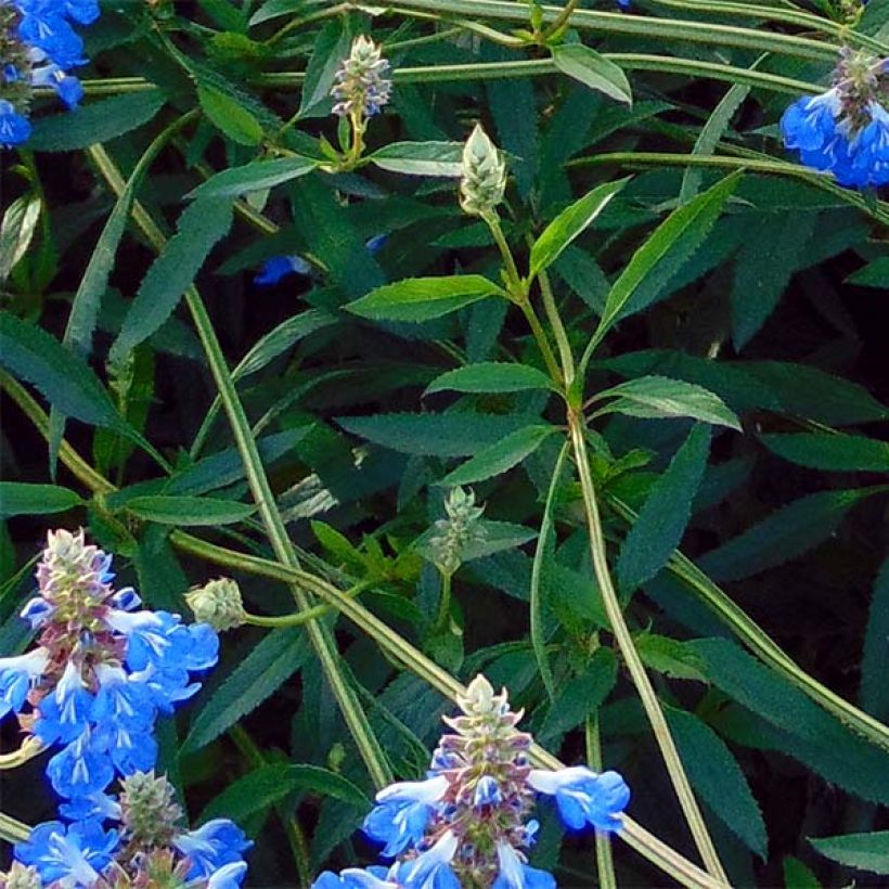 Salvia uliginosa African Skies (Foliage)