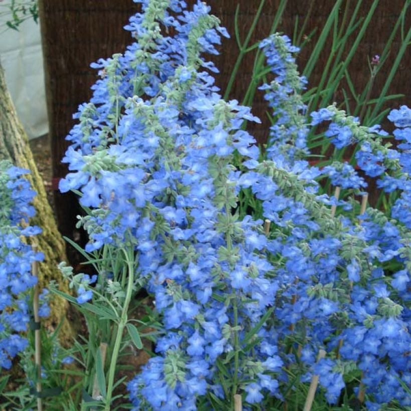 Salvia uliginosa African Skies (Flowering)