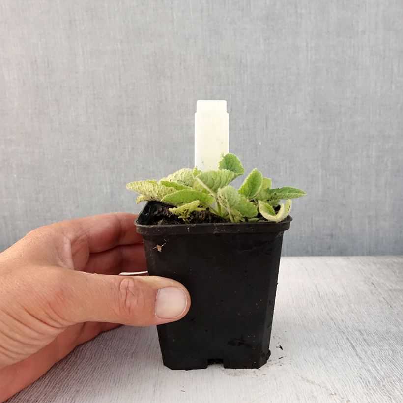 Salvia verticillata Alba 8/9 cm pot sample as delivered in summer
