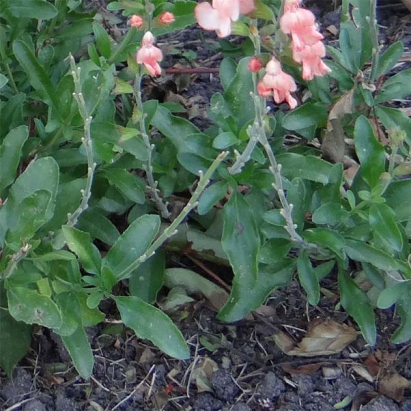 Salvia jamensis California Sunset (Foliage)