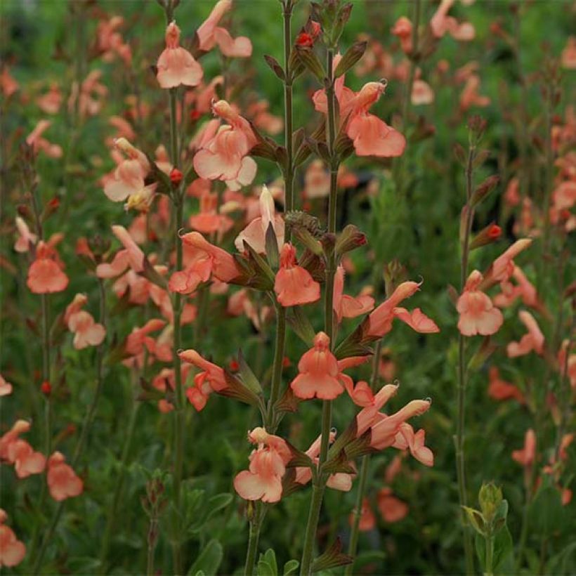 Salvia jamensis California Sunset (Flowering)