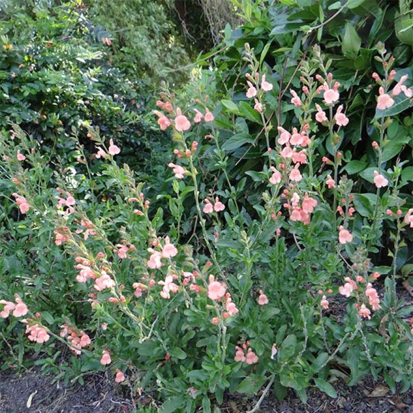 Salvia jamensis California Sunset (Plant habit)