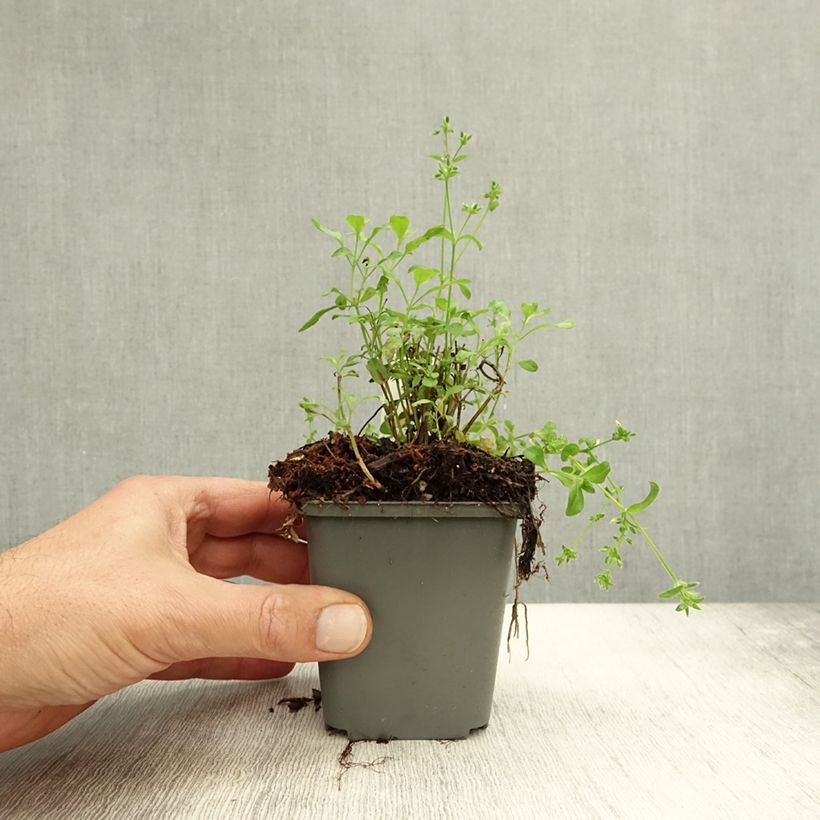 Salvia jamensis Carolus 8/9 cm pot sample as delivered in autumn