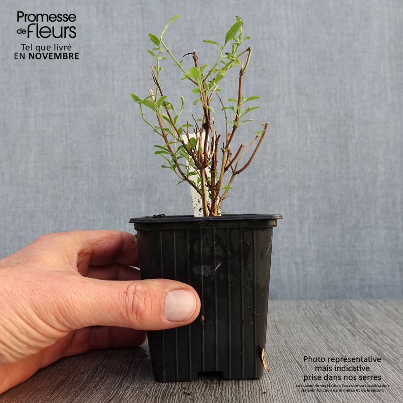 Salvia jamensis Delice Roselilac 8/9 cm pot sample as delivered in autumn