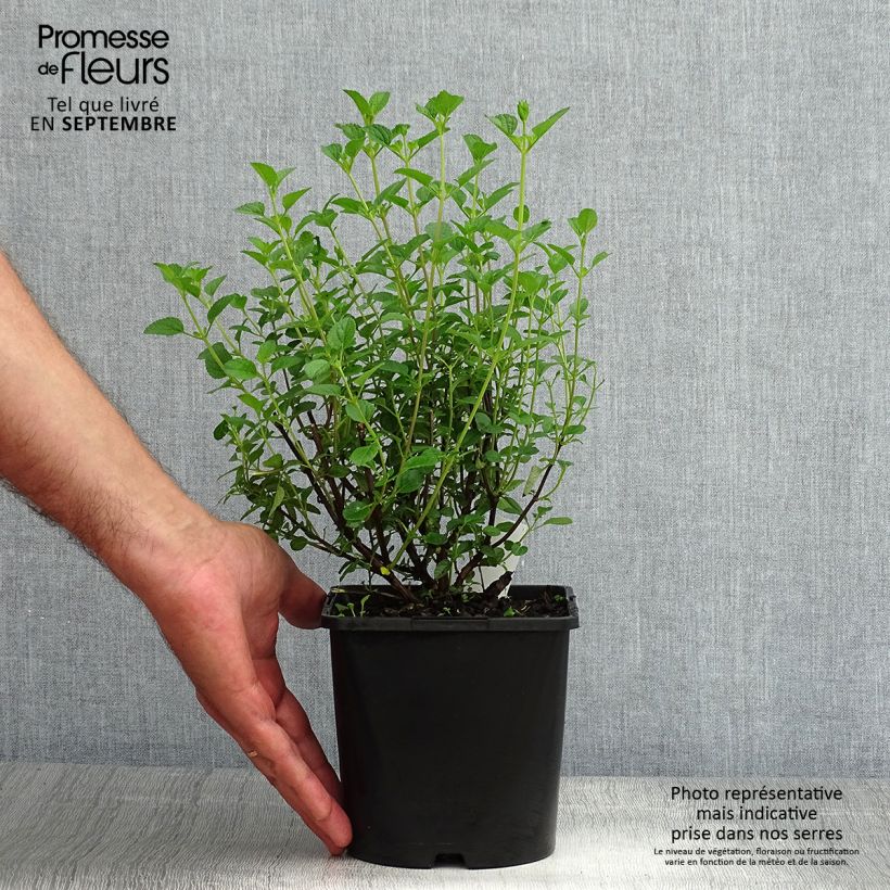 Salvia jamensis Delice Roselilac 2L/3L pot sample as delivered in summer