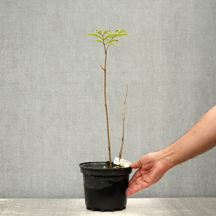 Sambucus Chocolate Marzipan 3L/4L pot sample as delivered in summer