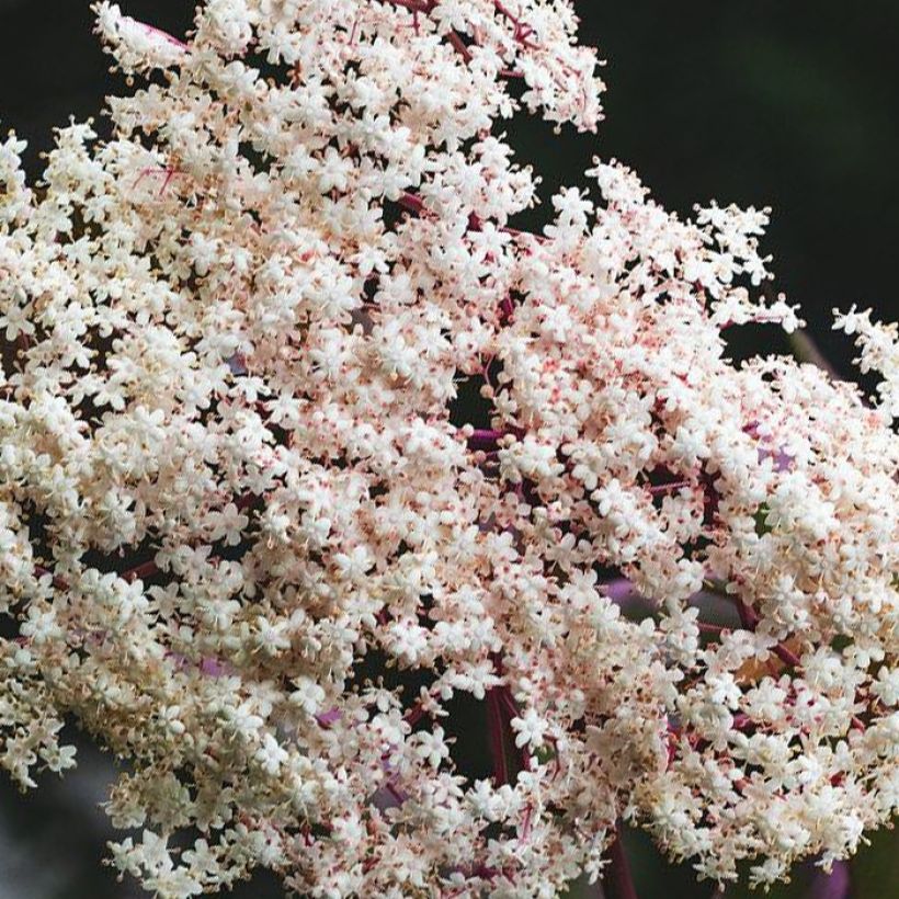 Sambucus Chocolate Marzipan (Flowering)