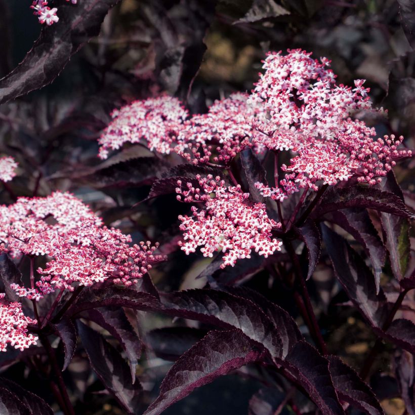 Black Elderberry - Sambucus nigra Black Beauty (Flowering)