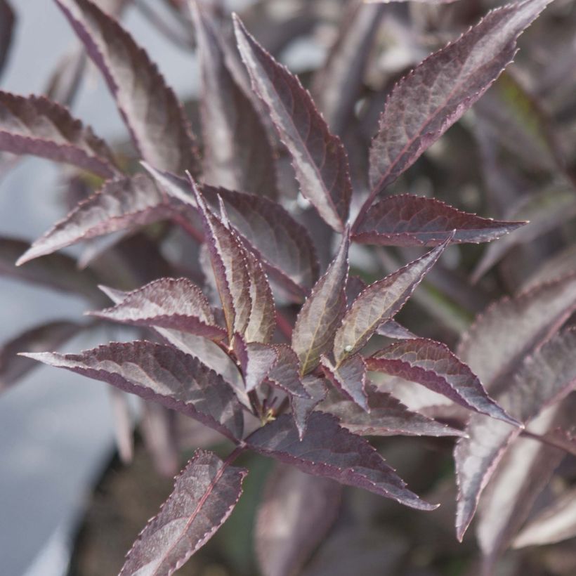 Black Elderberry - Sambucus nigra Black Beauty (Foliage)