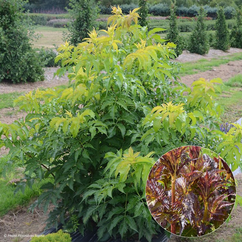 Sambucus nigra Serenade - Black Elder (Foliage)